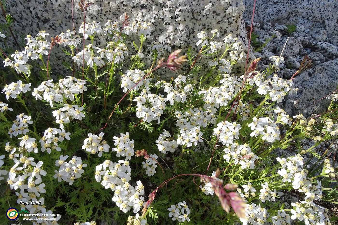 57 Siamo su terreno morenico, cresce bella l'achillea nana.JPG